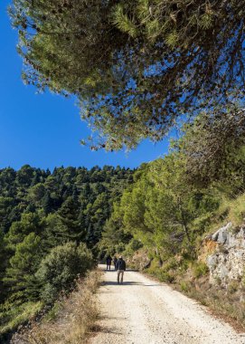 Yunquera 'daki Akdeniz Ormanı, Sierra de las nieves, Malaga