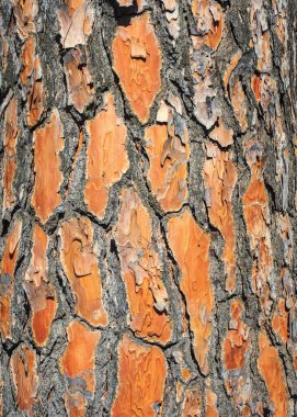 eski ahşap doku arkaplanı