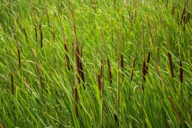 Kapalı - bahçedeki yeşil çimlerin manzarası