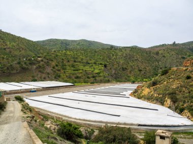 Almerya, İspanya 'da büyük beyaz çatısı ve büyük yeşil bitkileri olan bir seranın manzarası.