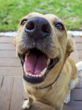 Dili çıkmış köpek ve yüzüne gülümsüyor.