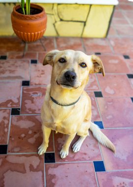 ahşap arka plan üzerinde köpek