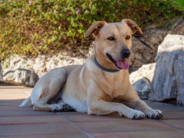 Tasmalı bir köpek.
