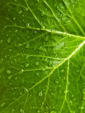 Yeşil yapraklı yağmur damlacıkları