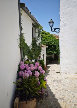 Castellar de la Frontera 'da çiçek saksıları olan beyaz sokaklar, Cadiz, İspanya