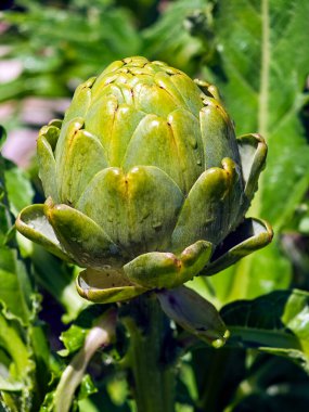 Enginar bahçede hasat için hazır.