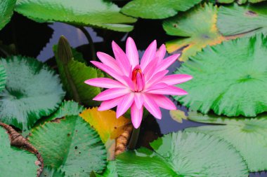 Gölette Güzel Pembe Su Zambağı (Çiçek Fotoğrafı))