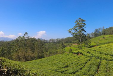 Kannan Devan Hills, Munnar, Kerala, Hindistan 'dan Güzel Çay Çiftliği Manzarası