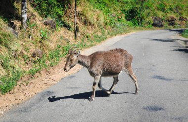 Eravikulam Ulusal Parkı 'nda Nilgiri Tahr, Munnar, Kerala, Hindistan - Hindistan' da Nesli tükenmekte olan bir dağ keçisi