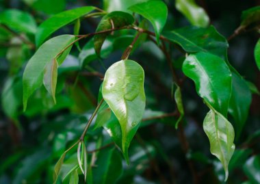 Yağmur Sonrası Yeşil Yapraklar - Bitki Hayatı
