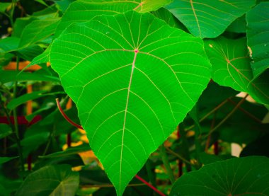 Ormandaki Yeşil Taze Yaprak - Bitki Hayatı