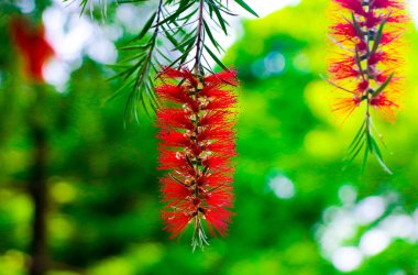 Şişe fırçası veya Callistemon - Avustralya kökenli bir çiçek
