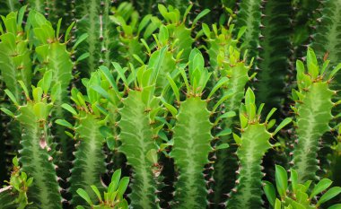 Yakından dikenli kaktüs