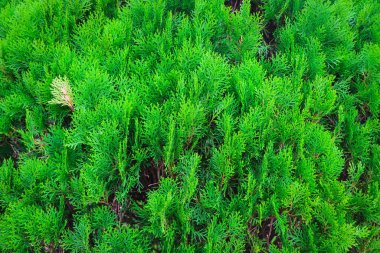 Oriental Arbor-vitae - Bahçede kullanılan yaygın bir süs bitkisi