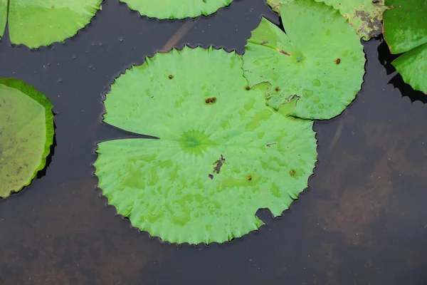 衣帽间池塘内美丽的水百合垫 植物摄影 — 图库照片