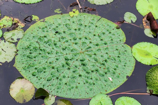 Kapalı Gölette Güzel Lilypad Bitki Fotoğrafçılığı — Stok fotoğraf