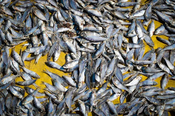 Saint Martin Adası Deniz Sahilinde Kuru Balıklar — Stok fotoğraf
