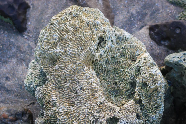 Чудові Коралові Скелі Морському Пляжі Острова Сент Мартін Базар Кокса — стокове фото