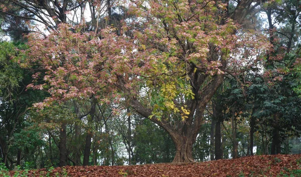 Árvores Bonitas Jardim Botânico Daca Bangladesh — Fotografia de Stock