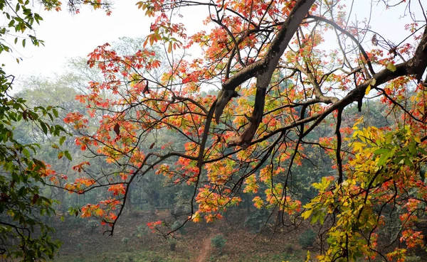 Деревья Разноцветными Листьями Ботаническом Саду Дакка Бангладеш — стоковое фото