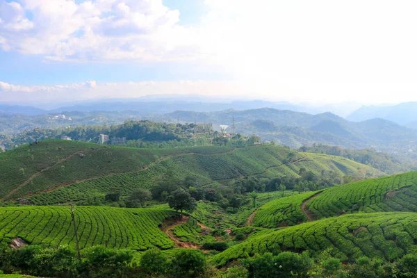 Kannan Devan Hills, Munnar, Kerala, Hindistan 'dan Muhteşem Çay Çiftliği Manzarası