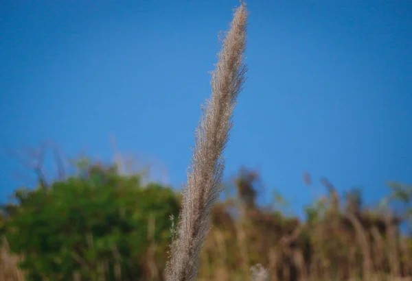 Closeup Pampas Grass Původ Jižní Ameriky — Stock fotografie