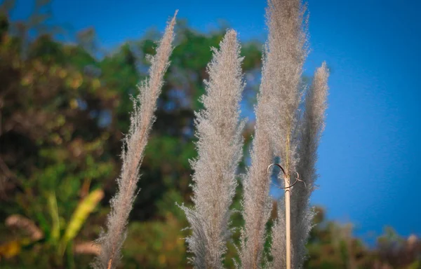 Pampas Grass Yakın Plan Çekimi Güney Amerika Kökenlidir — Stok fotoğraf