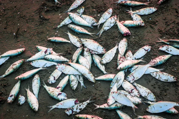 Döda Fiskar Nära Cox Bazar Sea Beach — Stockfoto