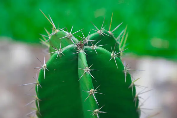 Closeup Cactus Sharp Thorns — Stock Photo, Image