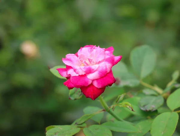Piękna Pachnąca Czerwona Róża Ogrodzie — Zdjęcie stockowe