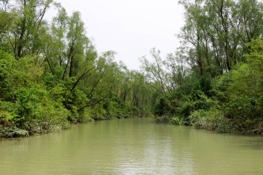 Sunderban 'daki Kanallar, Bangladeş' teki En Büyük Mangrov Ormanı