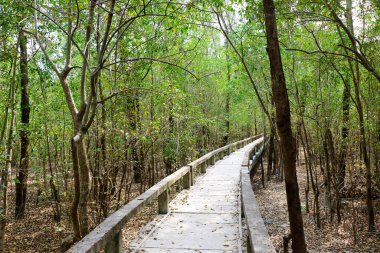 Haringhata yolu - Sunderban - Bangladeş 'in en büyük Mangrove Ormanı