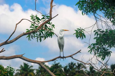 Oldukça büyük bir balıkçıl. Poovar Backwater, Kerala, Hindistan 'da yakın plan çekimde beyaz balıkçıl balığı.