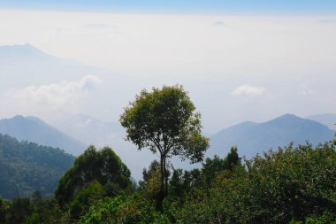 Coakers Walk 'da Ağaçlar, Bulutlar ve Tepeler, Kodaikanal, Tamil Nadu, Hindistan