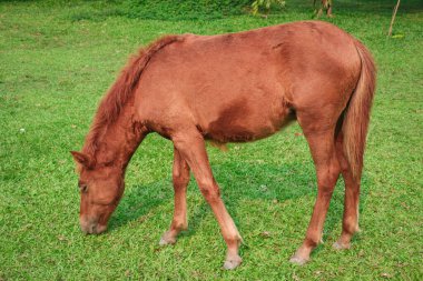 Sağlıklı bir kahverengi at tarlada otluyor.