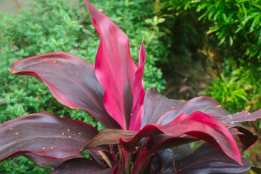 Renkli Yapraklı Broadleaf Palm Lily
