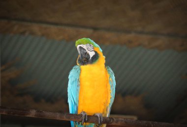 Bangabandhu Safari Parkı, Gazipur, Bangladeş 'te Mavi-sarı bir papağan kuşunun yakın çekimi.