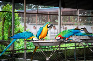 Bangabandhu Safari Parkı, Gazipur, Bangladeş 'te güzel mavi-sarı papağan kuşları