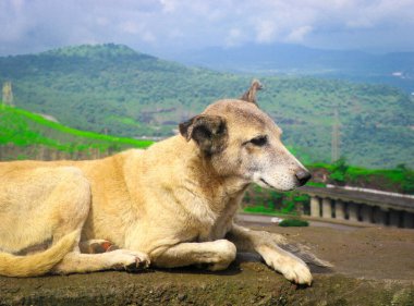 Yakından Kahverengi Asyalı Köpek