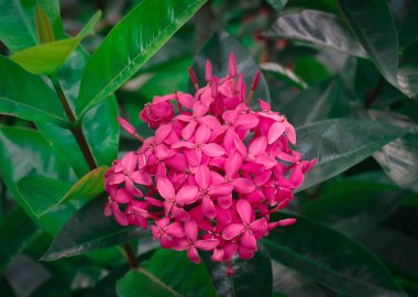 Orman sardunyası veya orman alevi - Bangladeş, Hindistan ve Sri Lanka 'da yaygın bir çiçek