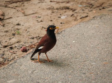 Dünyanın en zeki kuşlarından biri olan Starling Ailesi 'nden güzel bir manyetik Myna Bird.