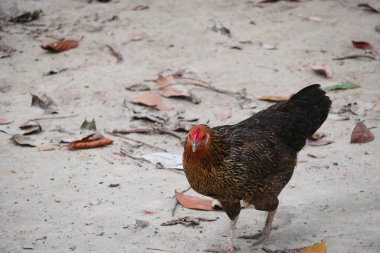 A Hen Sahada Yemek Arıyor - Yerel Kuş Fotoğrafçılığı