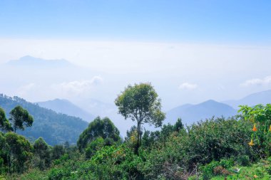 Coakers Walk, Kodaikanal, Tamil Nadu, Hindistan 'da Ağaçlar, Bulutlar ve Tepeler