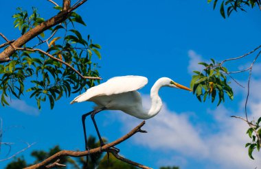 Poovar Backwater, Kerala, Hindistan 'daki güzel bir balıkçıl balığının yakından çekimi.