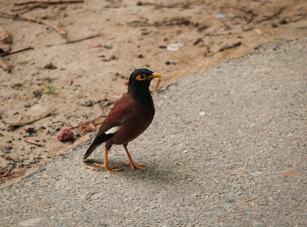 A Beautiful Magestic Myna Bird from the Starling Family - One of the most Intelligent Birds in the World