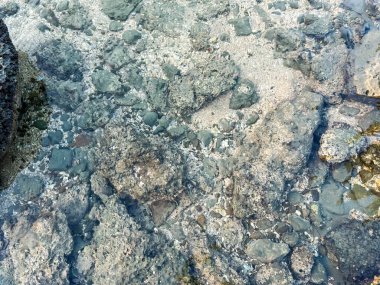 Chera Dwip 'te Mercan Çöküşü - Saint Martin Adası