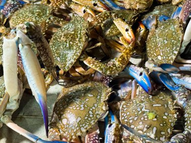 Saint Martin Market Mağazalarının Canlı Yengeçleri