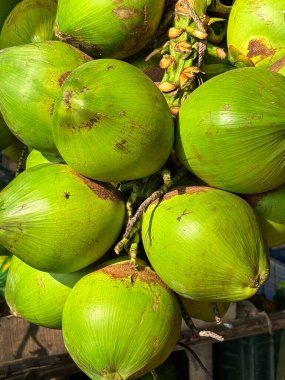 Rangamati, Sajek Vadisi 'ndeki Yeşil Hindistan Cevizi.