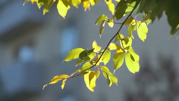 Piękne Drzewo Żółtymi Liśćmi Jesiennym Krajobrazie Złote Liście Drzew Spadają — Wideo stockowe