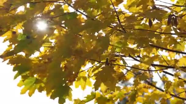 阳光穿过森林中的绿树成荫和树枝 静态竞速聚焦射击 — 图库视频影像